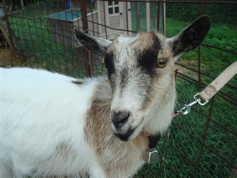 Animal Lover: Goats after their spring cleaning!