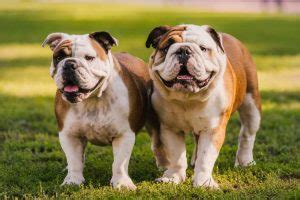 Old English Bulldog Vs English Bulldog - What Are The Differences?