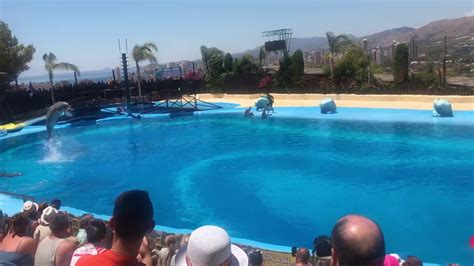 Mundomar Benidorm Dolphin Show - YouTube