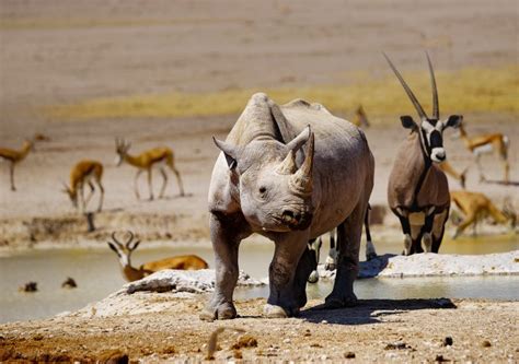 Wildlife safaris in Etosha National Park in Namibia | Tribes Travel