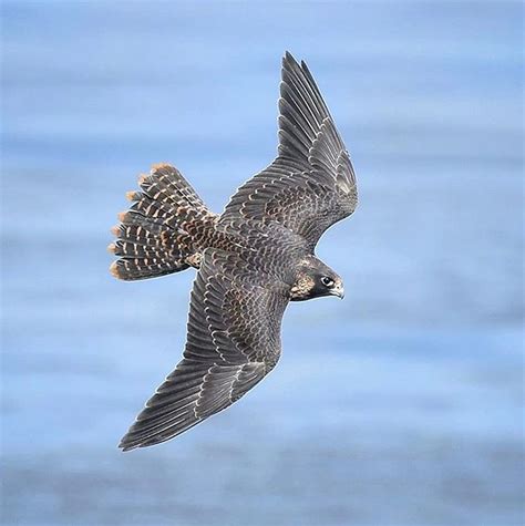 Juvenile Peregrine Falcon Flying Over the Pacific Ocean - intoBirds