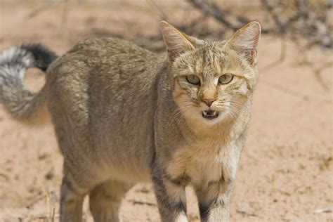 African wildcat