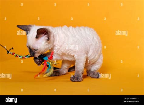 German Rex Kätzchen / German Rex Kitten Stock Photo - Alamy