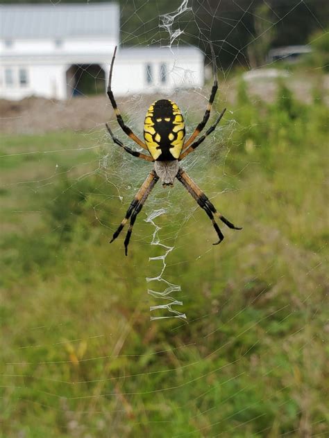 Black and Yellow Garden Spider - Boothbay Region Land Trust