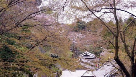 Japan In Cherry Blossom Season