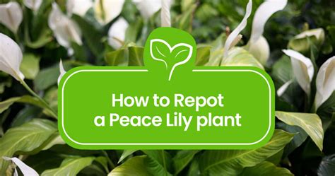 Repotting 101: How to repot a Peace Lily plant - Plant Propagation