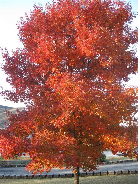 My Country Heaven Cottage: My Beautiful "ORANGE LEAF" Maple Tree