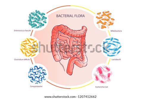 4,139 Intestinal Microflora Images, Stock Photos & Vectors | Shutterstock