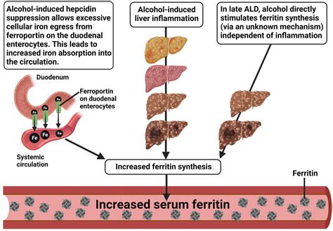 Putative reasons for alcohol-induced increment in serum ferritin.... | Download Scientific Diagram