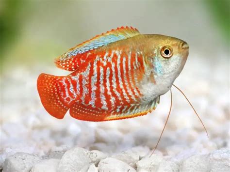 Gold Gourami Care: Tank Size, Diet, Breeding & More | Fishkeeping World