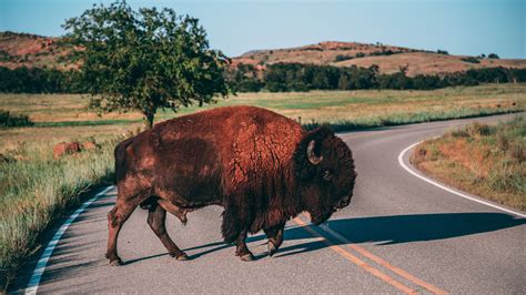 American Bison Fact Sheet | Blog | Nature | PBS