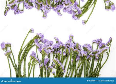 Beautiful Colorful Fresh Statice Flower Bouquet on the White Background Stock Photo - Image of ...