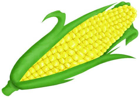 Corn cob clipart 20 free Cliparts | Download images on Clipground 2024