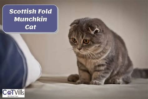 Scottish Fold Munchkin Cat: Everything You Need to Know