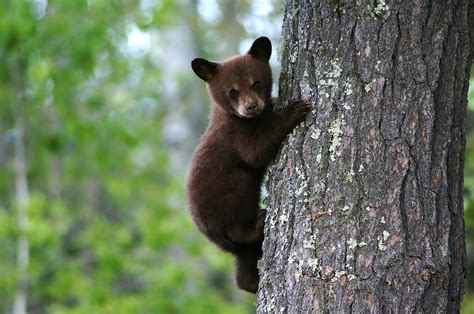 Bear Cub Tree Trunk - Free photo on Pixabay