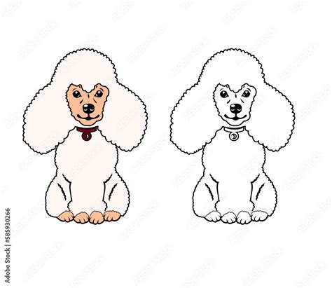 Miniature poodle sitting vector illustration line drawing with colors clip art. Stock Vector ...