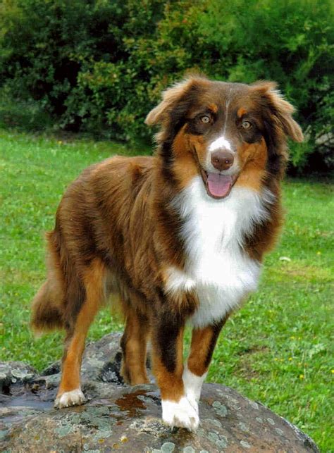 Tri Red Australian Shepherds « Australian Shepherd Tips Australian ...