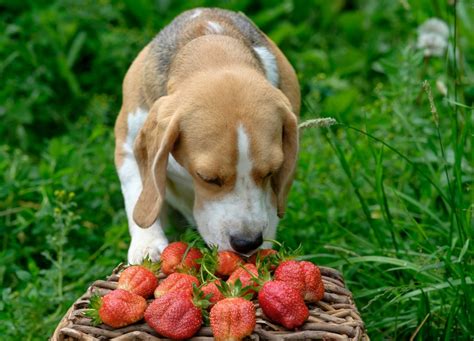 Mon chien peut-il manger des fruits ? Lesquels ? Petit guide tails.com