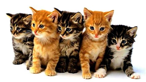 Cute Kittens: Charming HD Wallpaper for Cat Lovers