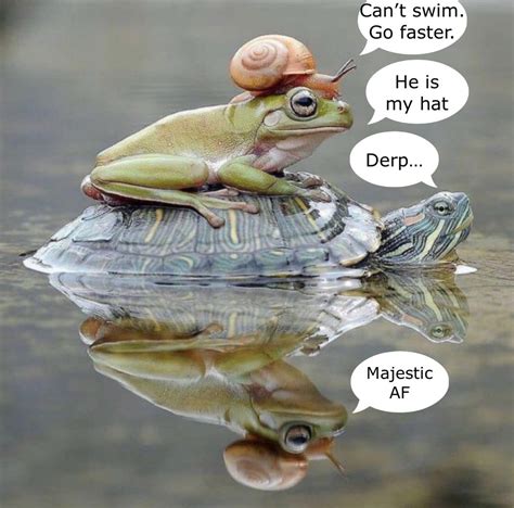 The best frog memes :) Memedroid