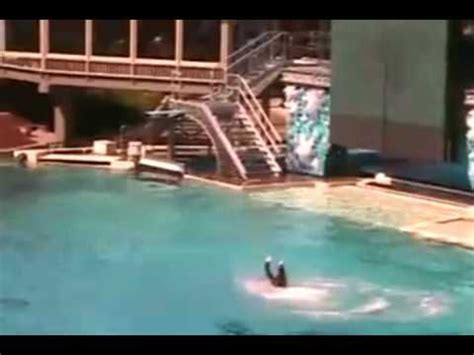 Killer Whale Attacks at Sea World! UNCUT VIDEO!!!!! - YouTube | Sea world, Killer whales, Save ...