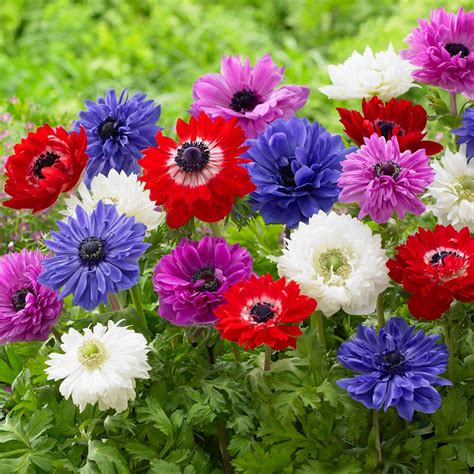 Van Zyverden Wind Flowers Bulbs Anemones St. Brigid Mixed (Set of 25)-21423 - The Home Depot