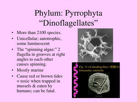 PPT - Kingdom Protista PowerPoint Presentation, free download - ID:1817499