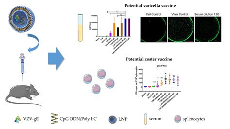 Vaccines | Free Full-Text | Immunogenicity of Varicella-Zoster Virus Glycoprotein E Formulated ...