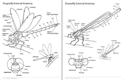 Odonate Anatomy | Deviche Designs