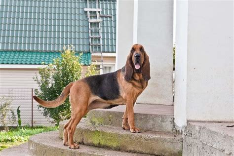 150+ Bloodhound Names That Are Brilliant and Unique | Pet Keen