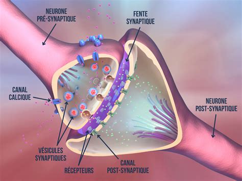 La transmission synaptique – Speechneurolab