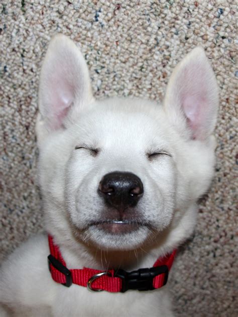 Sleeping Puppy 1 Free Stock Photo - Public Domain Pictures