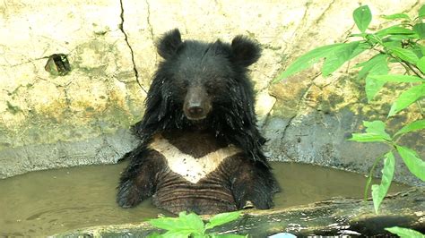 Moon bears and wildlife rescue hotline on 'Born to be Wild' | GMA News Online