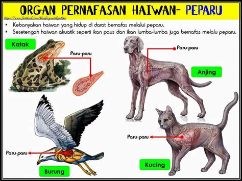 Contoh Pernafasan Haiwan