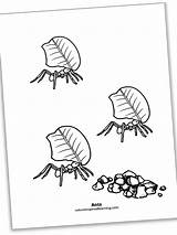 20  Ant Hill Coloring Page DarrisJemma sketch template