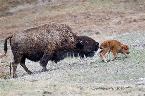 Critique - Newborn bison (Red dog)...... | Nikon Cafe