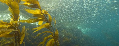 What Are Kelp Forests? - Wild Earth News & Facts