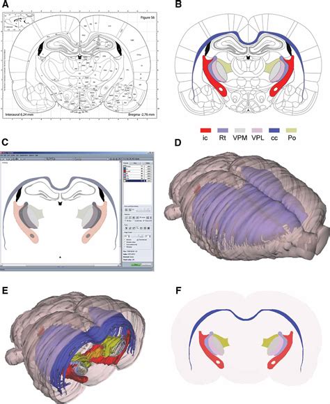 Frontiers | Three-dimensional atlas system for mouse and rat brain ...