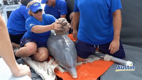 How Sea World is helping rescue and rehabilitate marine animals in need