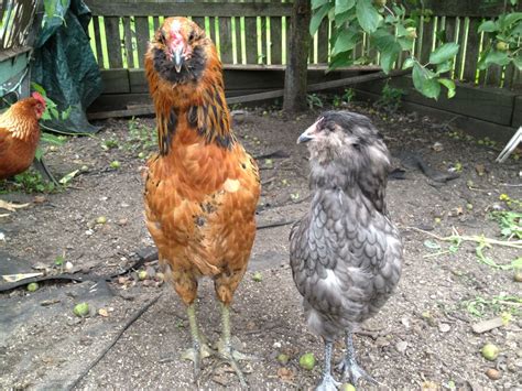 Easter Egger rooster-like behavior | BackYard Chickens - Learn How to ...