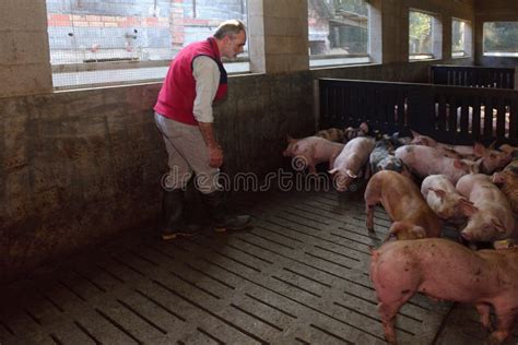 Portrait of a Farmer on a Pig Farm Stock Photo - Image of care, inside: 141887946