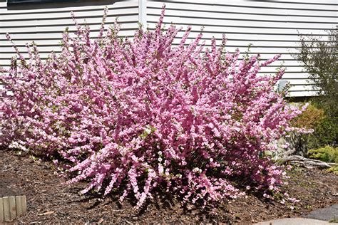 Double Flowering Plum (Prunus triloba 'Multiplex') in Edmonton St Albert Sherwood Park Stony ...