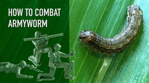 How To Combat Armyworm in Your Lawn - YouTube