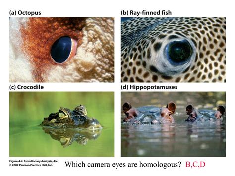 PPT - Homology vs. Homoplasy PowerPoint Presentation, free download ...