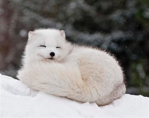 I see your baby fox and raise you this adorable arctic fox : r/aww