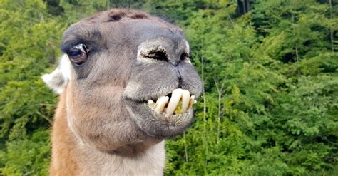 Llama Teeth: Dental Anatomy & What They use Fighting Teeth For - IMP WORLD