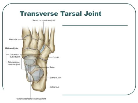 Transverse Tarsal Joint