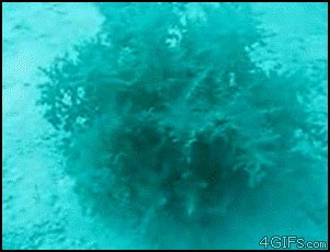 Ocean-animal-or-plant