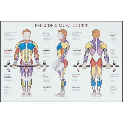 Male Anatomy Diagram Fitness Muscle Diagram Blog Dandk In This | Images ...