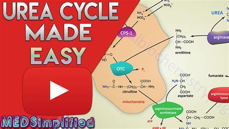 Urea Cycle Made Simple - Biochemistry Video - YouTube